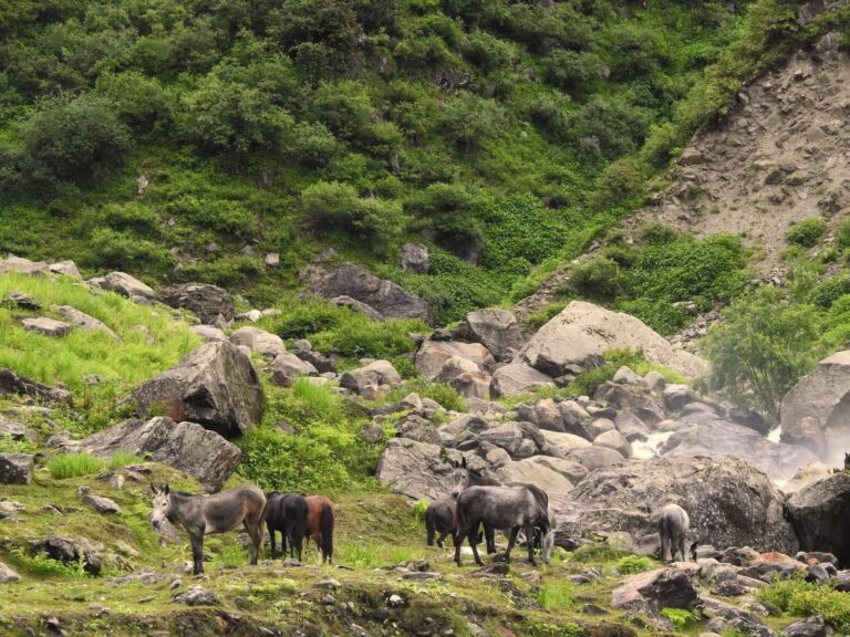 Hampta pass Trekking